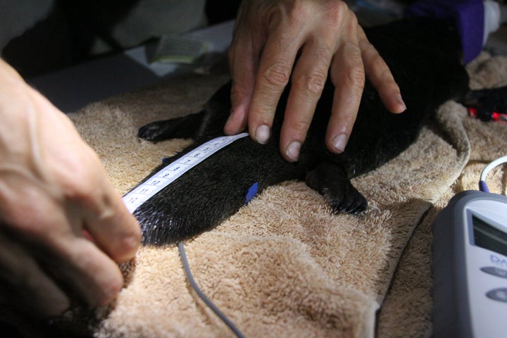 Capturing platypuses in the wild allows scientists to study population genetics and check animals' health. Any reintroduced p