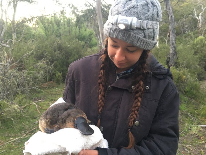 A study conducted last year by Gilad Bino and his colleague, Tahneal Hawke (above, found dramatic declines in platypus p
