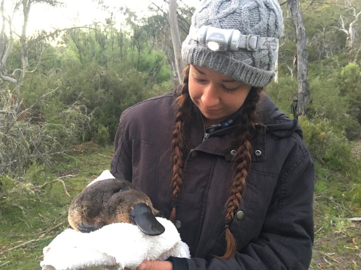 A study conducted last year by Gilad Bino and his colleague, Tahneal Hawke (above, found dramatic declines in platypus populations nationwide.