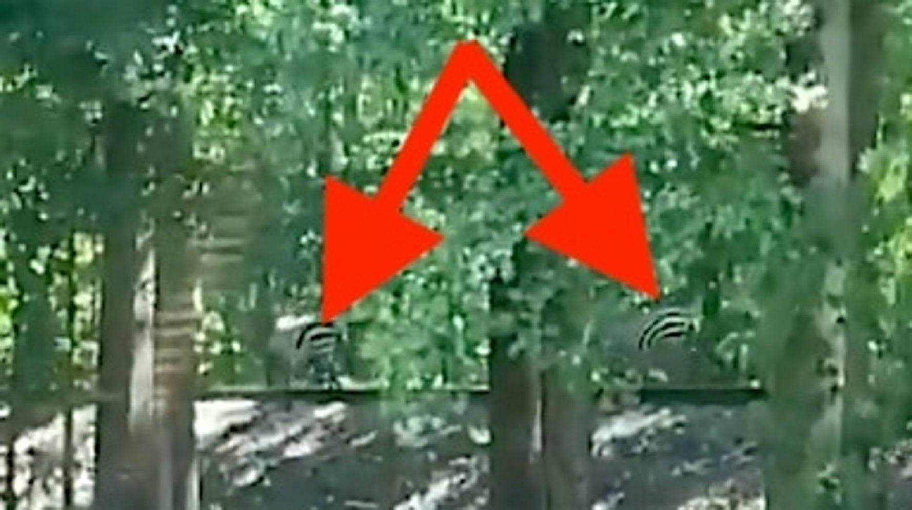 Weird And Unexpected Animal Sightings Confuse The Heck Out Of Suburban Maryland