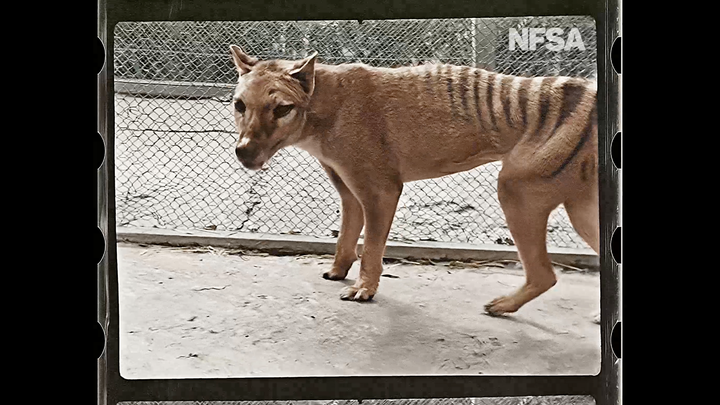 Colorized footage of Benjamin, the last-known Tasmanian tiger, or thylacine, in 1933.