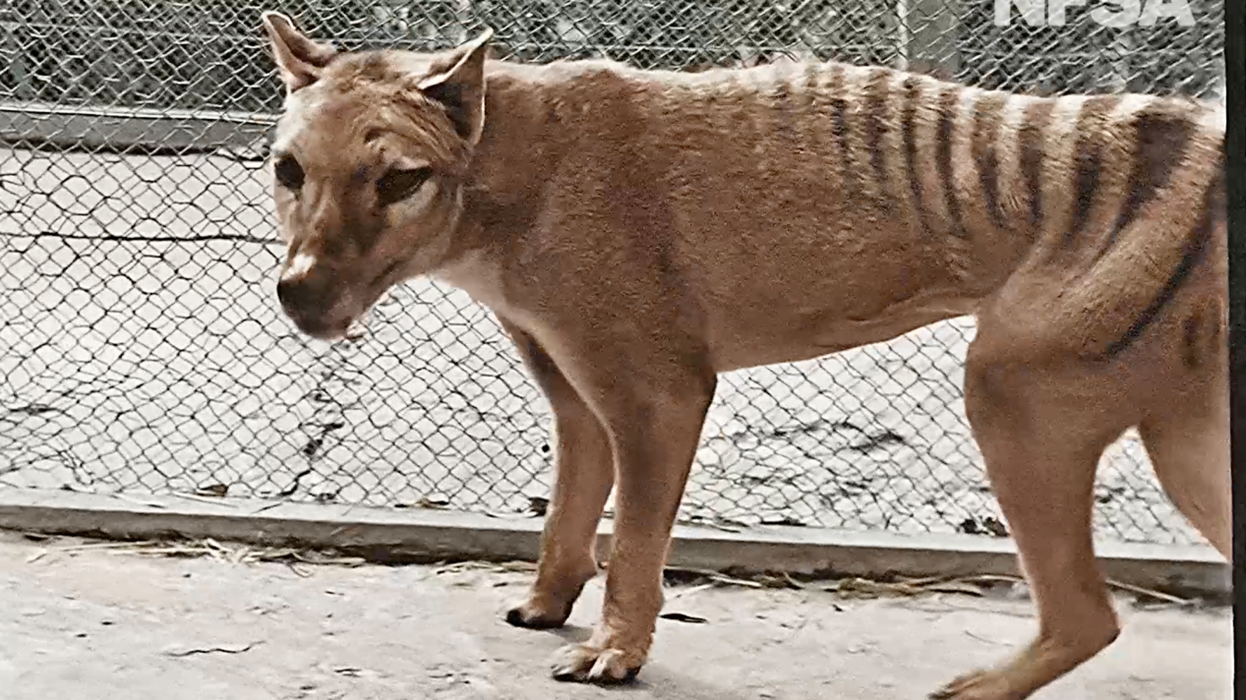 Film Archive Releases Colorized Footage Of Last Known Tasmanian Tiger