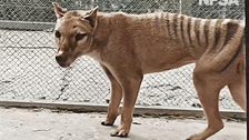  Australian Scientists Hope To &lsquo;De-Extinct&rsquo; Tasmanian Tiger In Next 10 Years