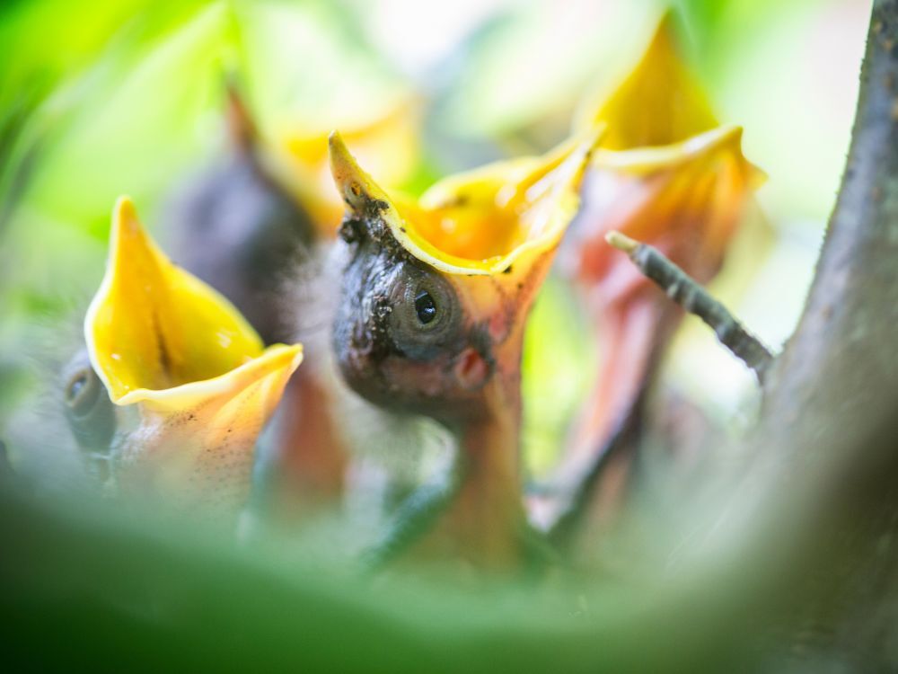 Les oisillons apprennent déjà à chanter à l'intérieur de leur coquille