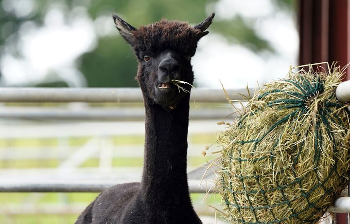 Geronimo the alpaca at Shepherds Close Farm in August.
