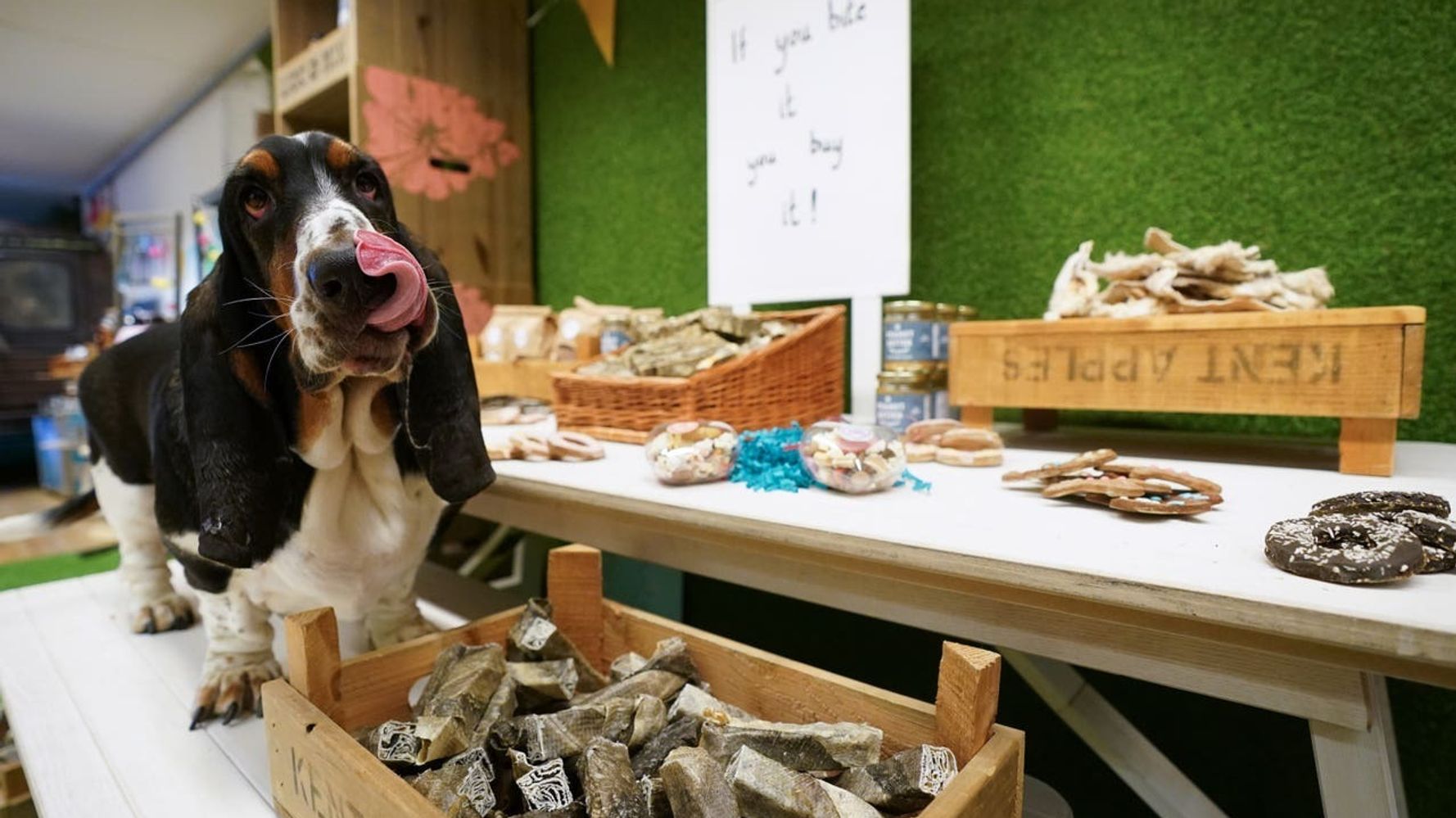 These Dogs Enjoying Their Very Own Food Hall Will Cheer You Right Up ...