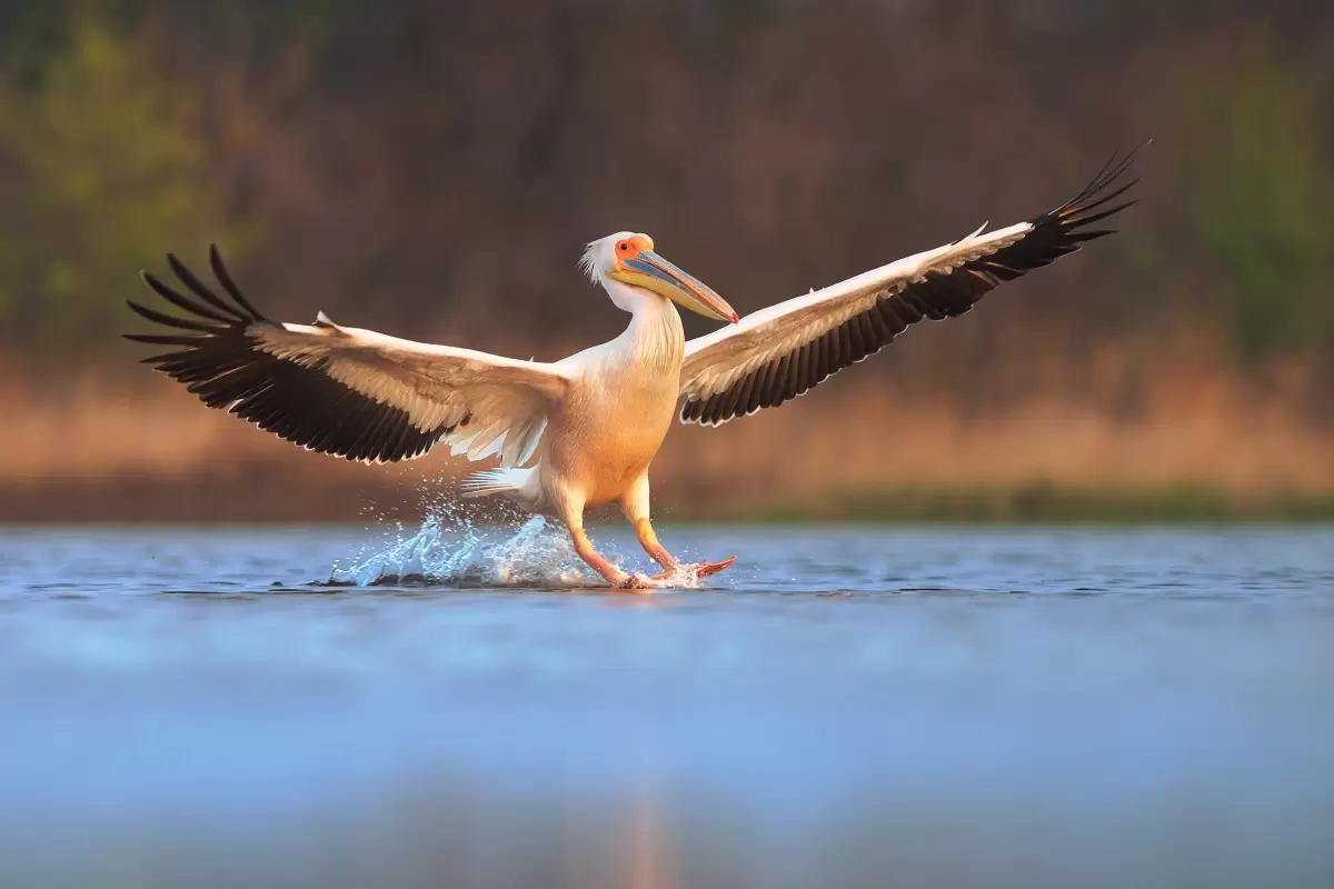 Le changement climatique n'est pas pour rien dans l'évolution du corps des animaux