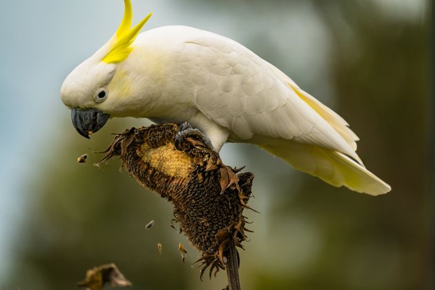 Le bec du perroquet australien a grossi en 150 ans. 