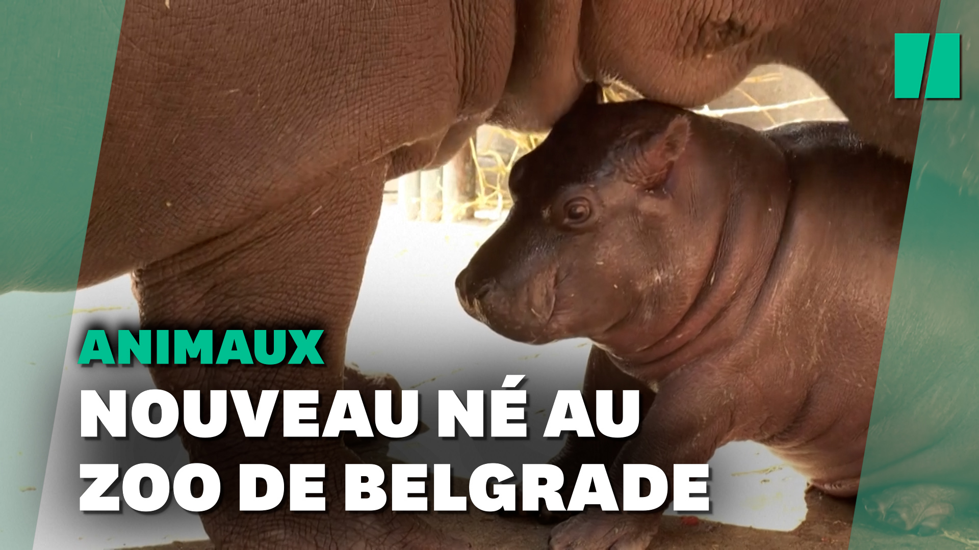 La naissance de ce bébé hippopotame a surpris au zoo de Belgrade