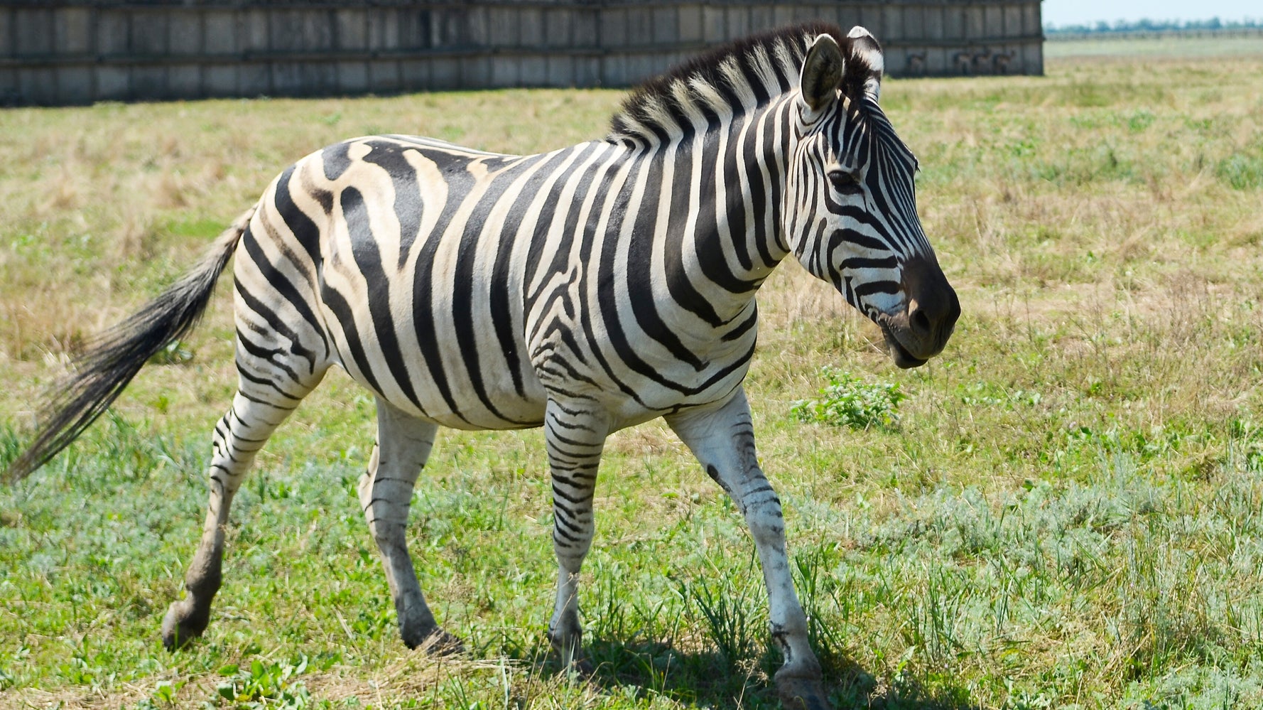 Congresswoman Eleanor Holmes Norton Denies Setting Zebras Free In D.C. Suburbs