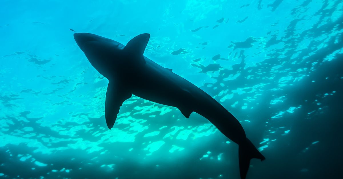 Great White Shark Is Missing 'Unusual' Amount Of Teeth: 'Anyone Know A Good Dentist?'