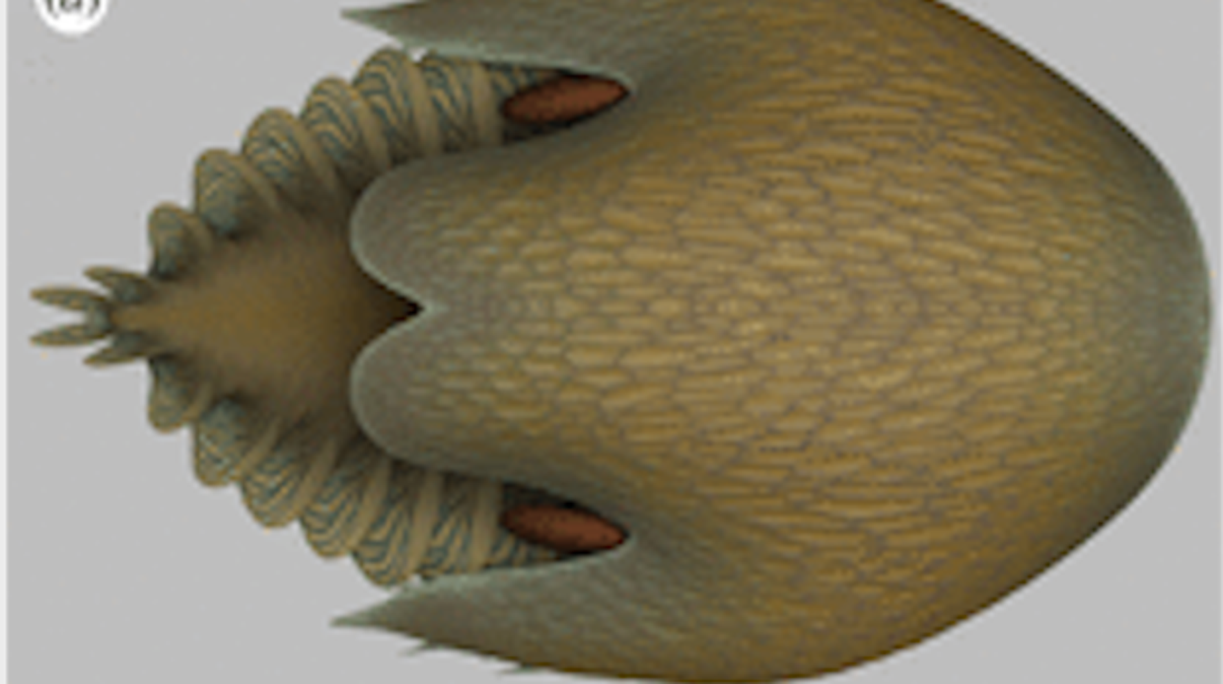 'Swimming Head' Was King Of The Sea 500 Million Years Ago: Study