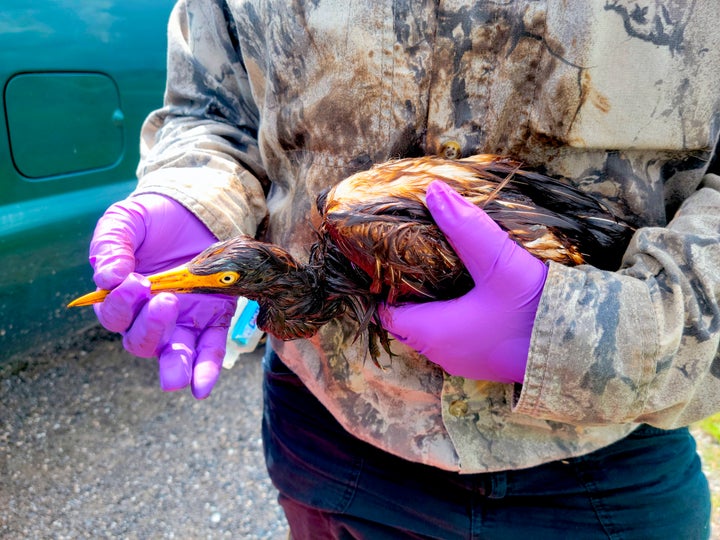 An oiled tricolored heron at the Alliance Refinery oil spill in Belle Chasse, Louisiana.
