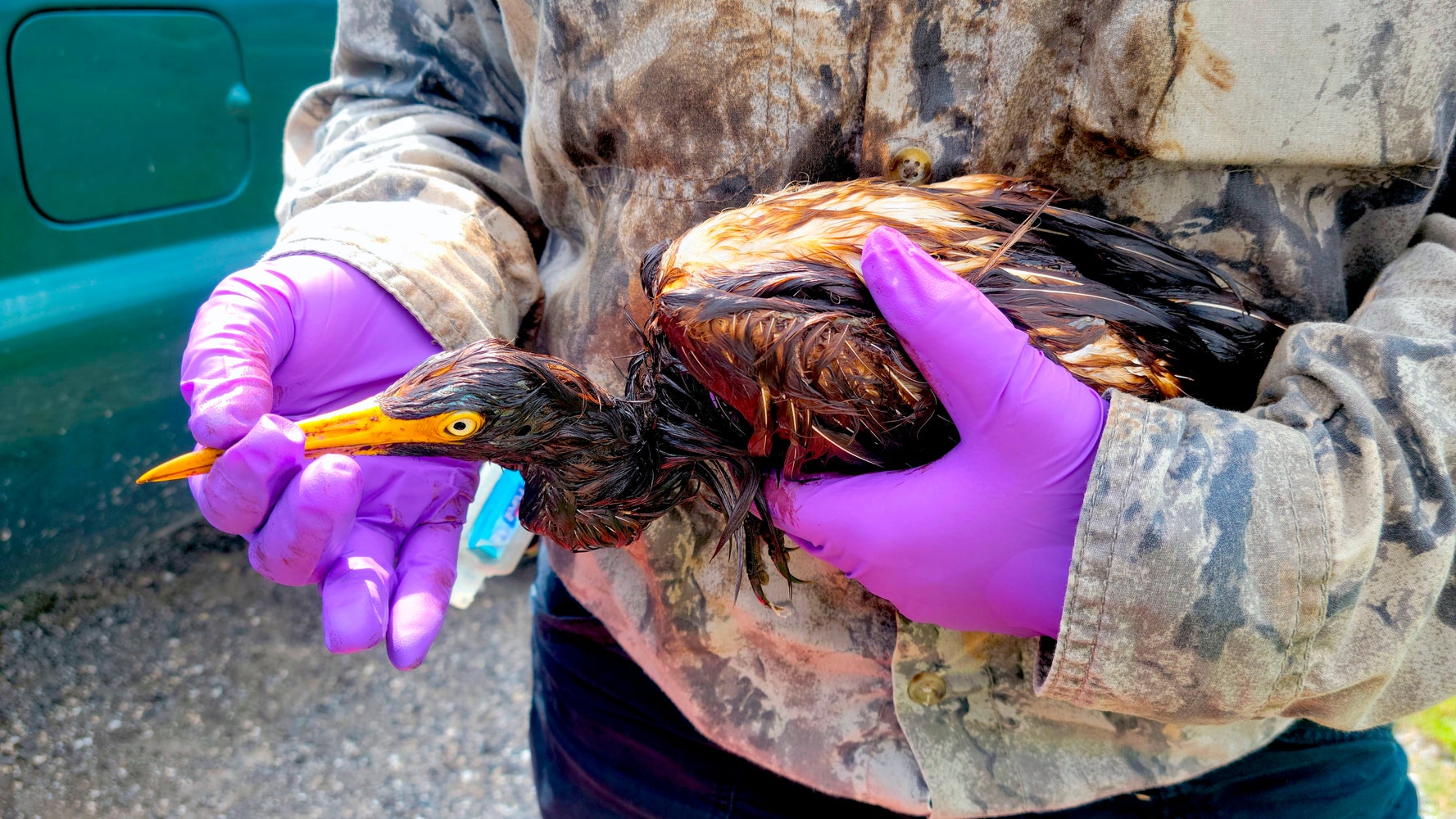 More Than 100 Birds Found Covered In Oil After Hurricane Ida Refinery Spill