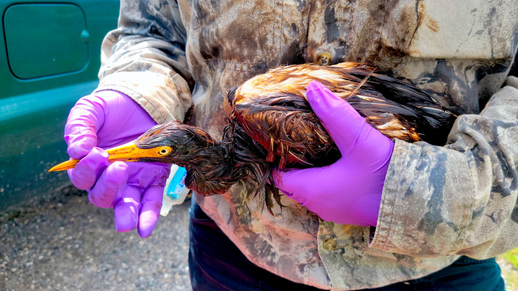 More Than 100 Birds Found Covered In Oil After Hurricane Ida Refinery Spill