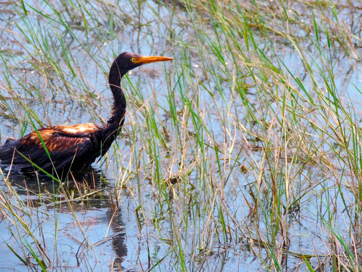 An oiled tricolored heron in the water at the Alliance Refinery oil spill in Belle Chasse.