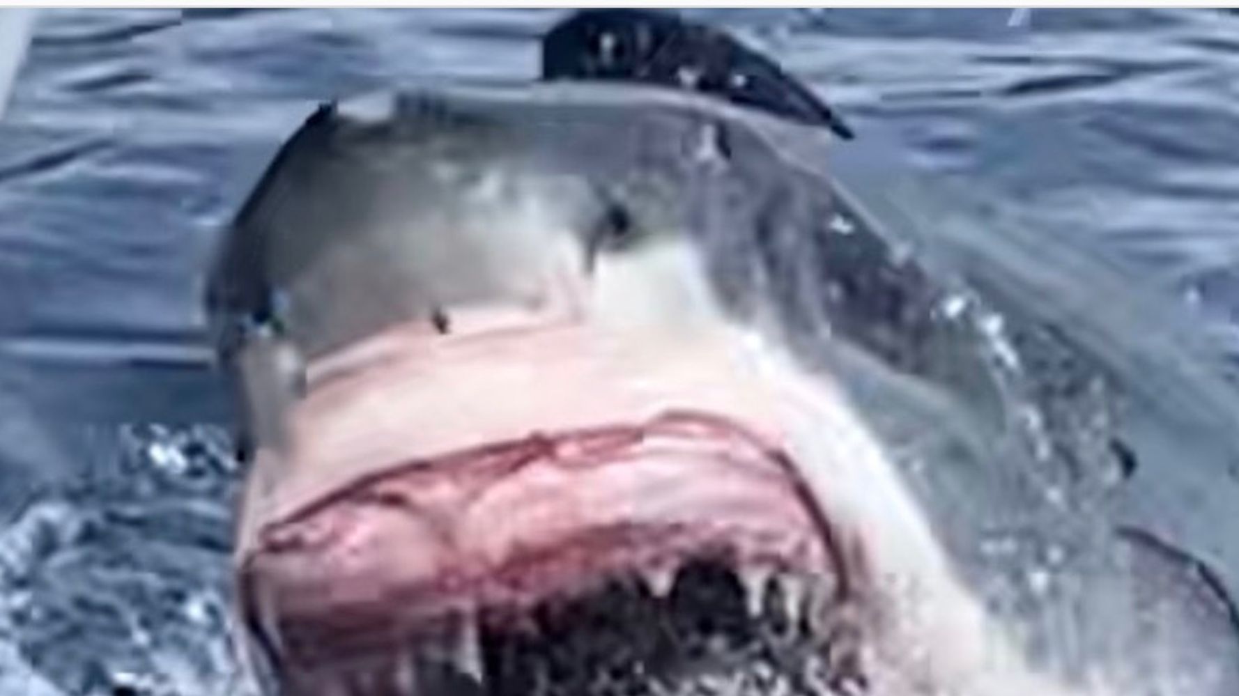 歯がほとんどないサメを発見 どなたか良い歯科医をご存知ありませんか ダイバーが呼びかける ハフポスト