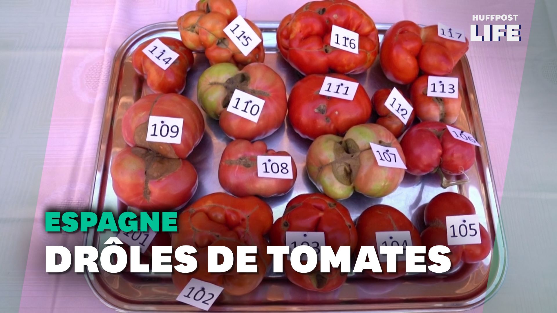 Ce concours élit la tomate la plus moche d'Espagne