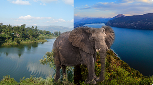 Selon le canular, des éléphants des steppes de Wembere seraient transportés de l'Ouganda...