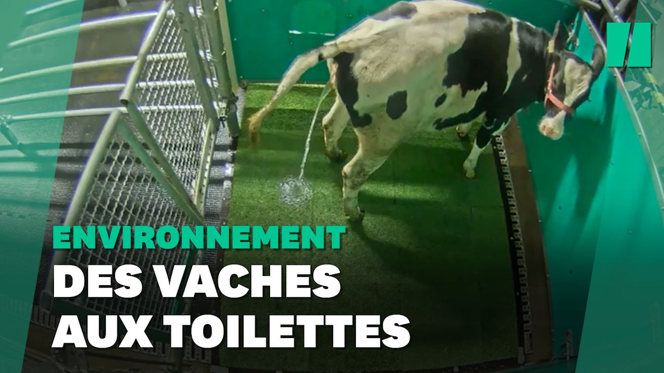 Des vaches entraînées à uriner au petit coin pour réduire les gaz à effet de serre