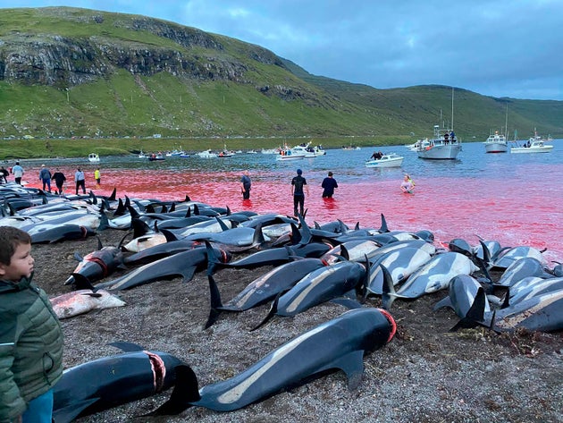 Dead white-sided dolphins lay on a beach after being pulled from the blood-stained water on the island...