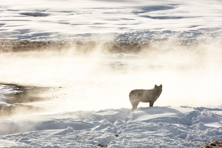 A wolf from the Wapiti Lake pack is silhouetted against a hot spring in Yellowstone National Park in 2018. Conservation and wildlife advocacy groups are asking the U.S. Fish and Wildlife Service to put gray wolves back on the list as threatened or endangered.
