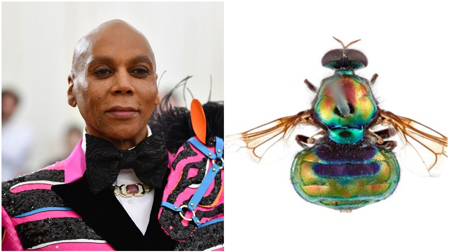 New Rainbow Fly Species With ‘Legs For Days’ Named After RuPaul