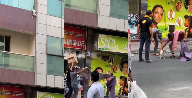 고양이 구출 영상 캡처