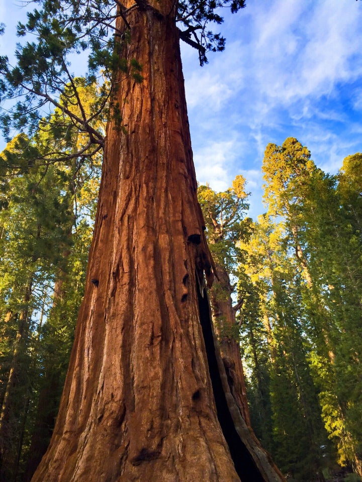 Photo taken in Sequoia National Park.