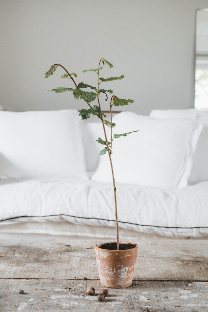 El avellano (Corylus avellana) dará sus primeros frutos a los 3 o 4 años.