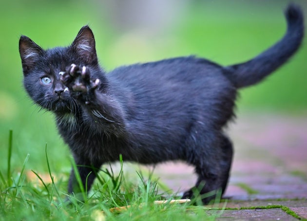 Photo: Patrick Pleul/dpa-Zentralbild/ZB (Photo by Patrick Pleul/picture alliance via Getty Images)