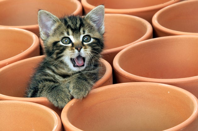  (Photo by: Auscape/Universal Images Group via Getty Images)