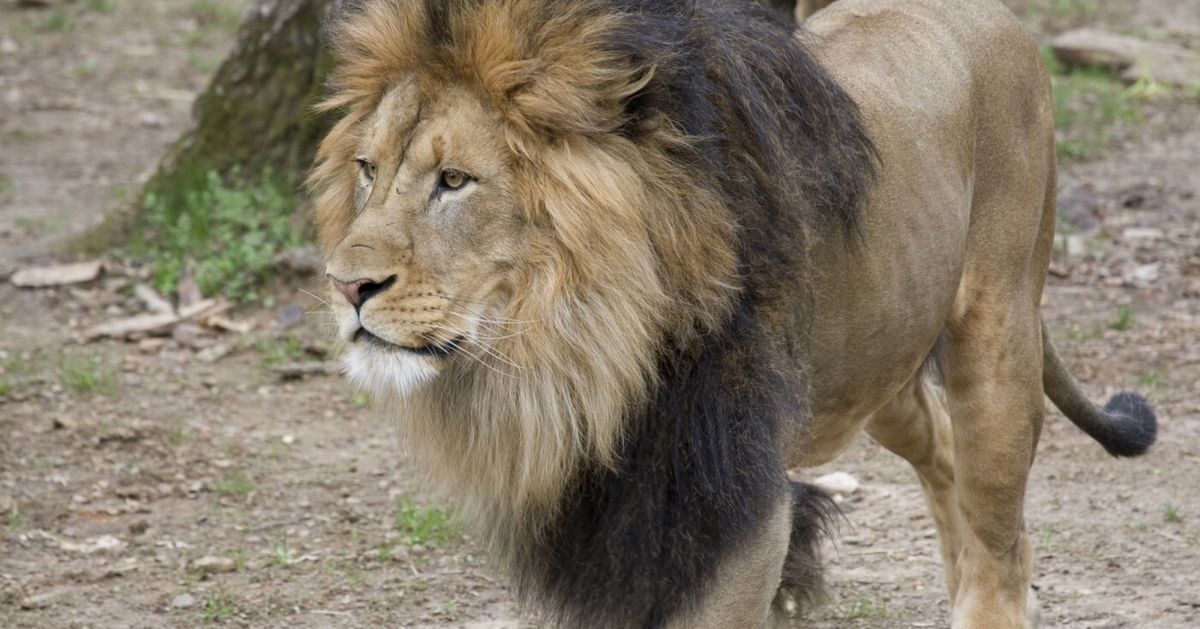 All The Lions And Tigers At D.C.'s National Zoo Have Tested Positive For COVID-19