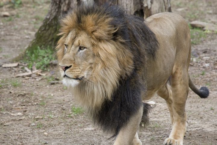 Luke is one of several lions who tested positive for the coronavirus at the National Zoo in Washington, D.C.