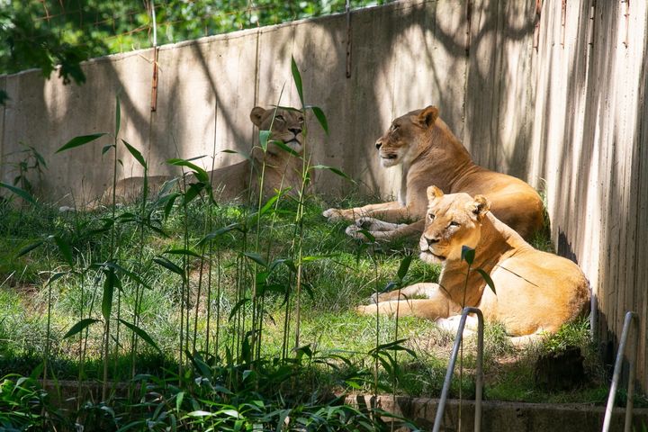Three lionesses at the National Zoo.