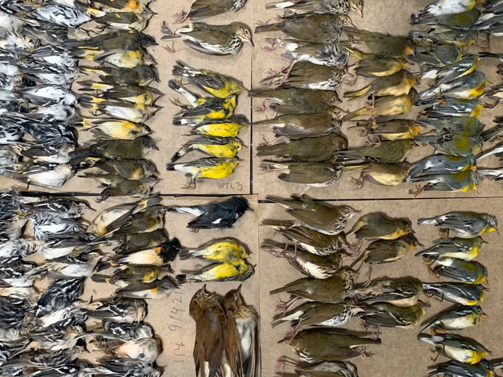 This photo provided by Melissa Breyer shows some of the dead birds collected in the vicinity of New York's World Trade Center, Tuesday, Sept. 14, 2021. 