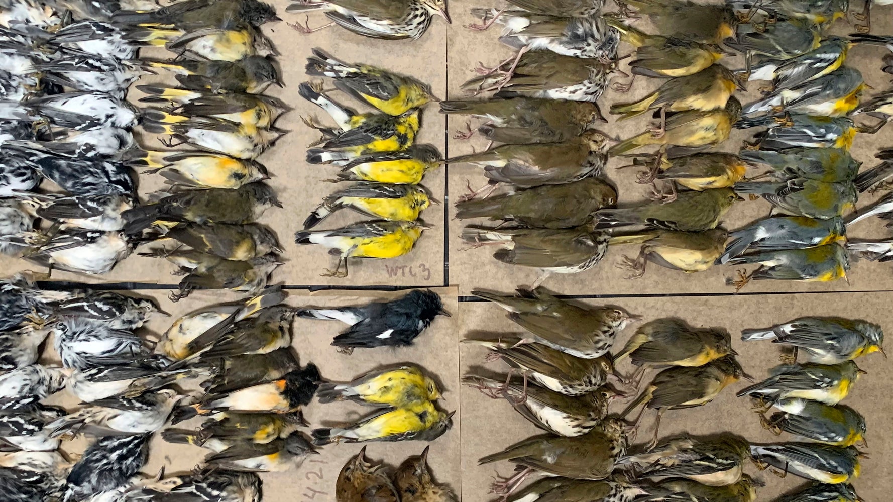 Hundreds Of Migrating Birds Die After Crashing Into NYC Buildings