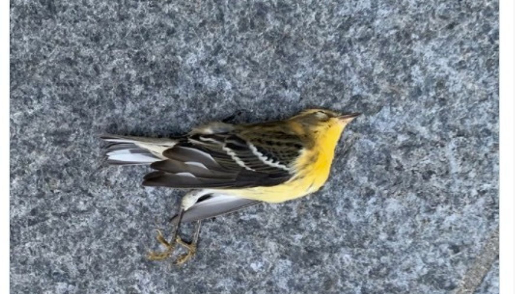 野鳥がニューヨークで大量死 高層ビルに衝突か 年間6億羽が犠牲の衝撃 写真 動画 ハフポスト World