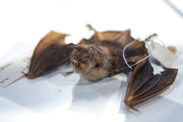 Επιστήμονες αναζητούν την προέλευση του κορονοϊού σε νυχτερίδες στην