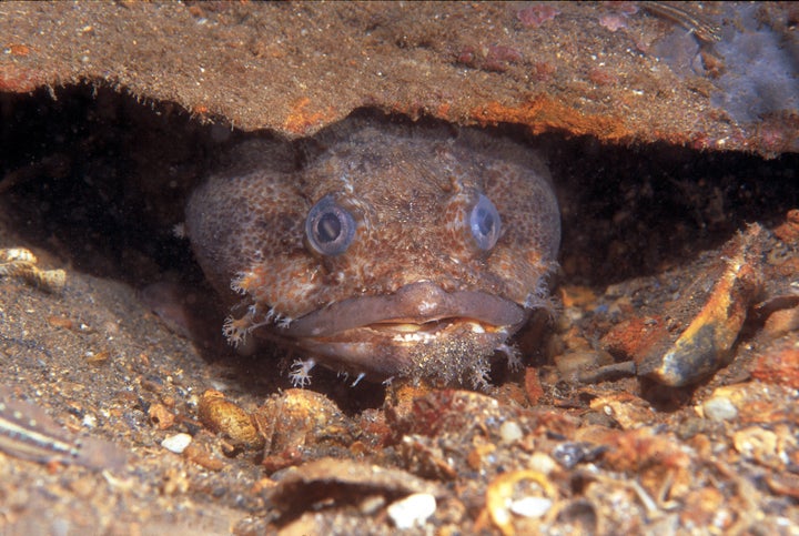 Inhabit holes and recesses in rocky reefs and shipwrecks.