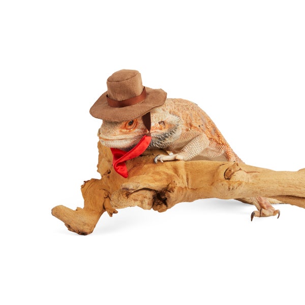 The sad truth about Halloween is that there aren't that many <a href="https://www.petco.com/shop/en/petcostore/product/bootiq