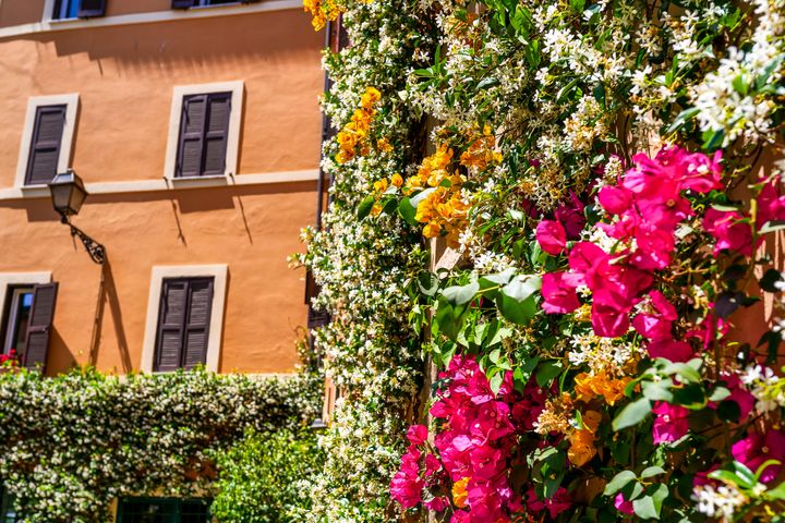 Λουλούδια στην αρχαία συνοικία Trastevere της Ρώμης