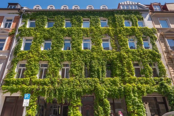 An ivy-clad frontage in Baaderstrasse, Munich