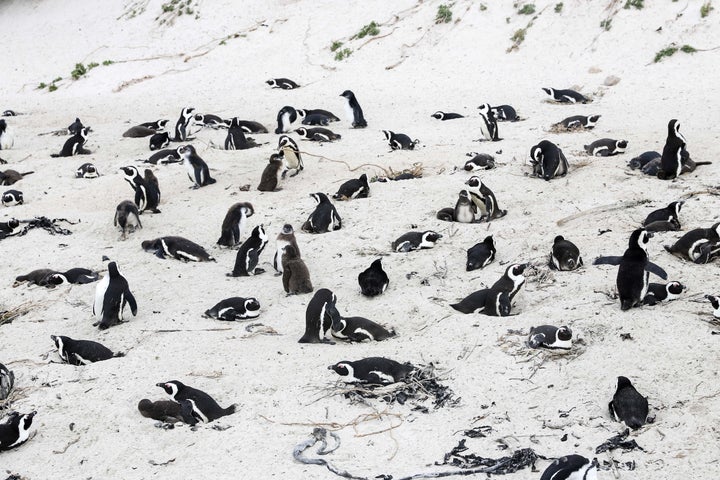 African penguins on the beach at Boulders Penguin Colony, southwest South Africa, April 25, 2021. 