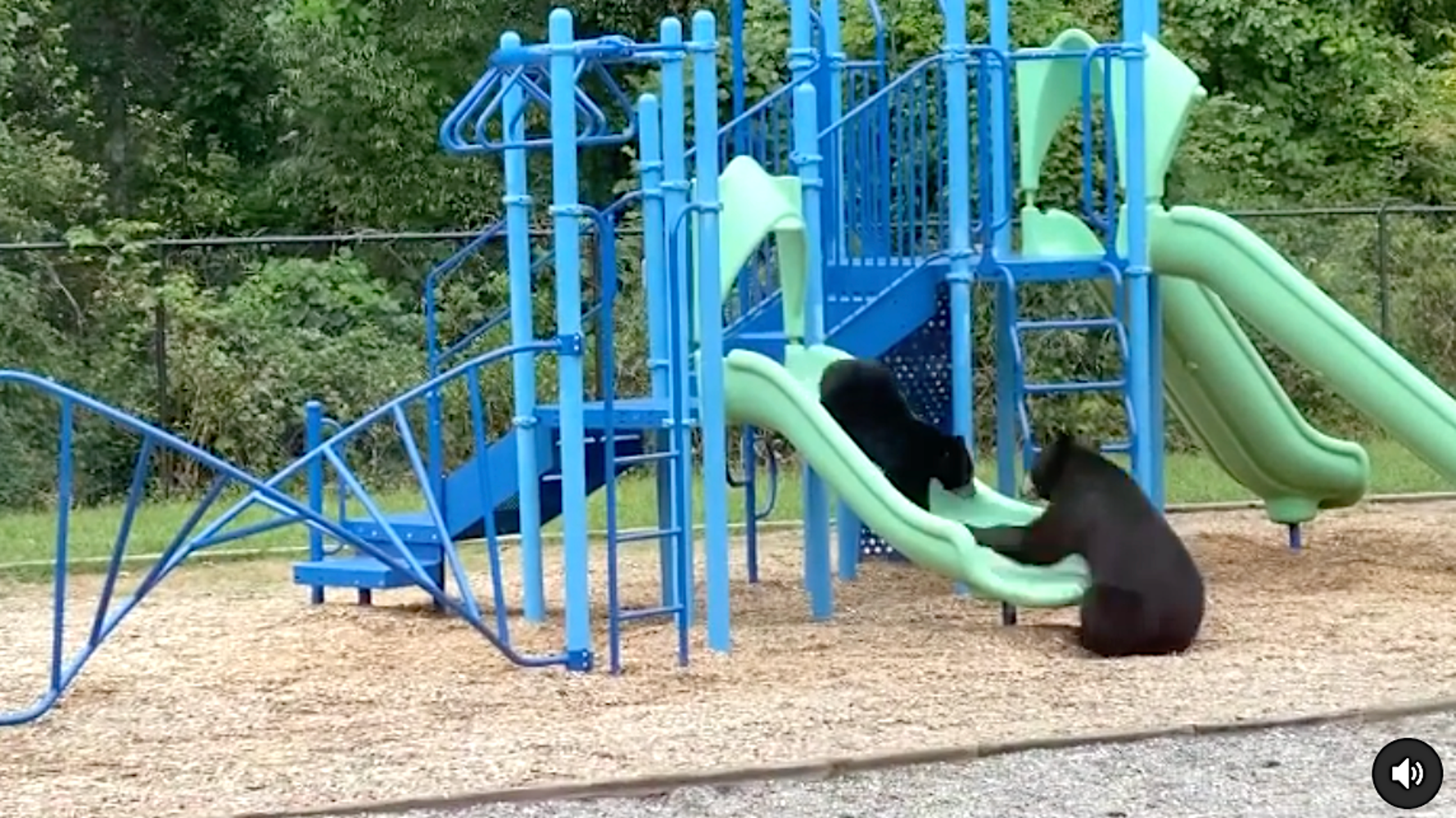 Mama Bear Teaches Cub How To Use Slide In Unbearably Cute Video