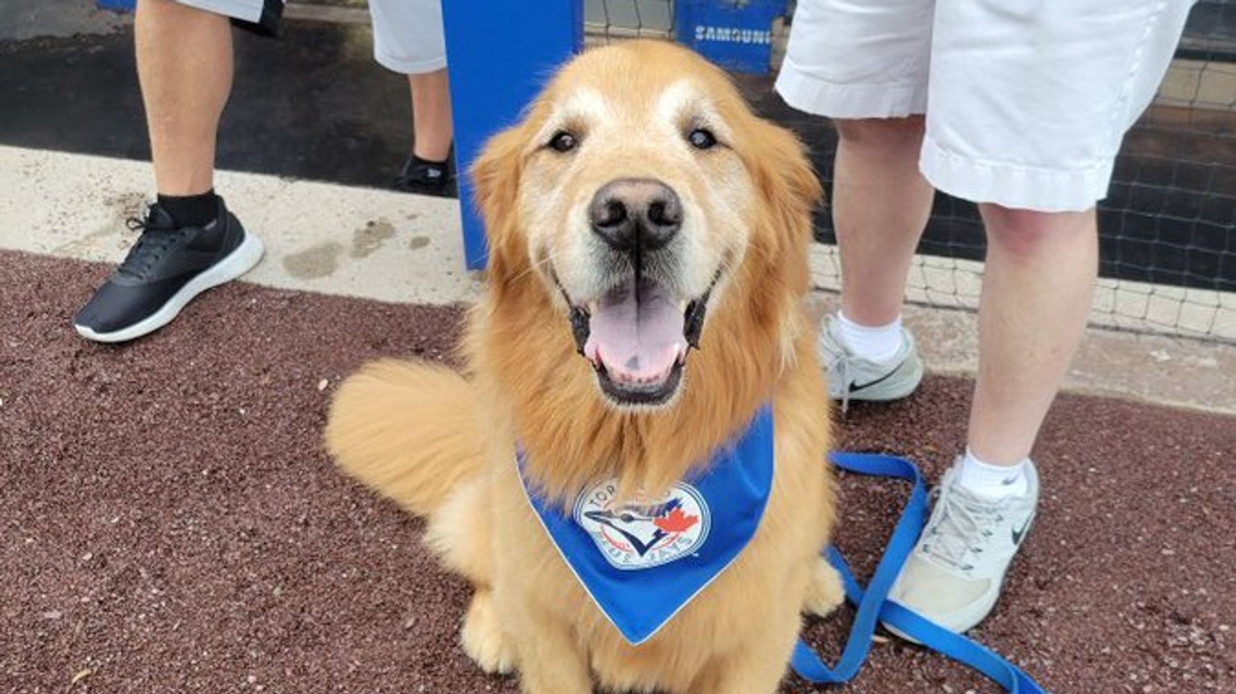 犬が野球のマウンドに 乱入 試合中断で Sorry 嬉しそうに駆け回る姿にほっこり ハフポスト