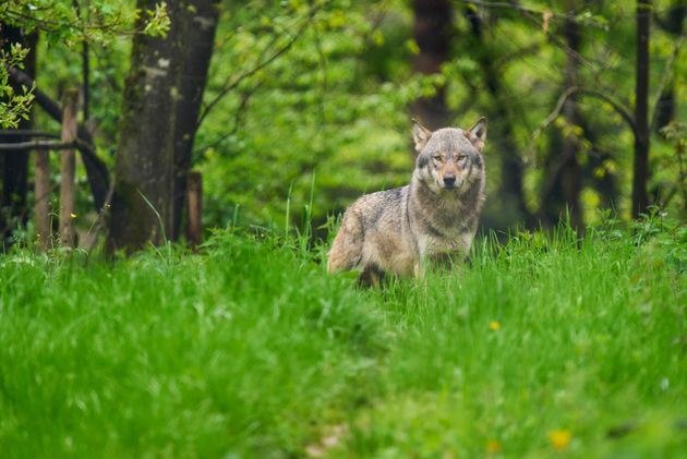 Hautes Alpes Une Louve Tuee Par Balles Retrouvee Pendue Devant Une Mairie Le Huffpost