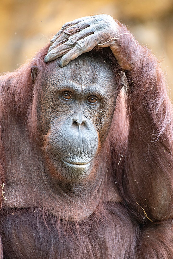 This photo provided by Zoo Miami shows orangutan Kumang, a 44-year-old Bornean orangutan who died Thursday, Sept. 23, 2021, d