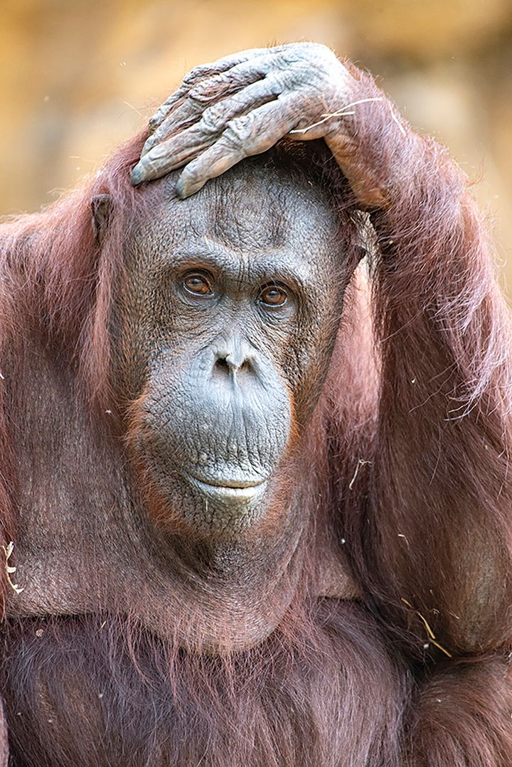 This photo provided by Zoo Miami shows orangutan Kumang, a 44-year-old Bornean orangutan who died Thursday, Sept. 23, 2021, during recovery from anesthesia. (Ron Magill/Zoo Miami via AP)