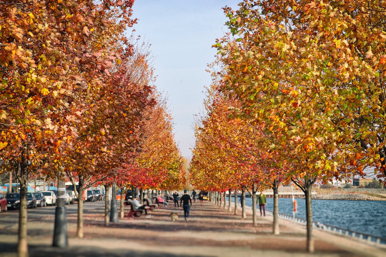 Maple alley of on Sugar beach - beautiful parkland in Toronto